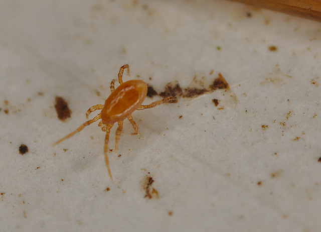 Mite IMG_0543