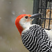 Red-bellied Woodpecker