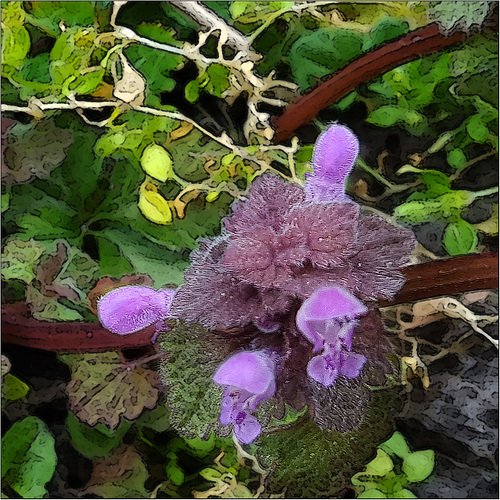 Wildflowers