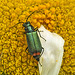 20210609 0780CPw [D~LIP] Spanische Fliege (Lytta vesicatoria), Wiesen-Margerite (Leucanthemum vulgare agg), Bad Salzuflen
