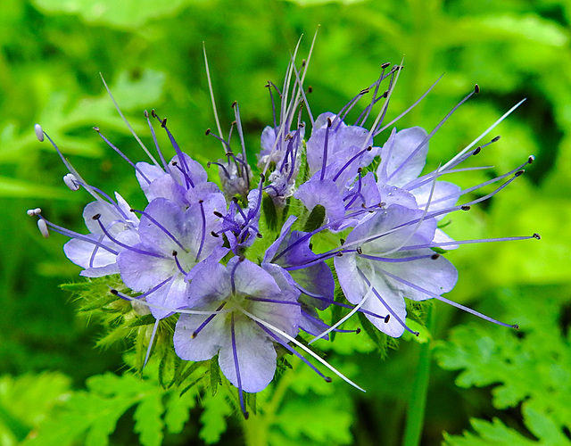 20210627 1151CPw [D~LIP] Rainfarn-Phazelie (Phacelia tanacetifolia) [Büschelschön], Bad Salzuflen