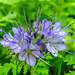 20210627 1151CPw [D~LIP] Rainfarn-Phazelie (Phacelia tanacetifolia) [Büschelschön], Bad Salzuflen