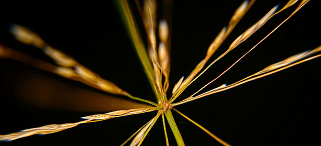 Geometrie 2 in der Natur,so kommen auch Gräser spannend rüber :))  Geometry 2 in nature, that's how grasses come across :))  Géométrie 2 dans la nature, c'est comme ça que les herbes deviennent captiv