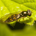 IMG 9387 Hoverfly-2-1