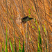 Reed warbler
