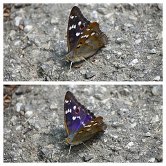 Das Blinken des Schillerfalters - The blinking of the lesser purple emperor