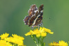 Ein seltener Gast - A rare guest