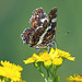 Ein seltener Gast - A rare guest