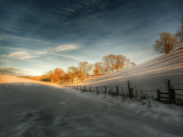 Sun Illuminated Ash Trees in Winter, North Yorkshire