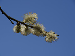 Looking up