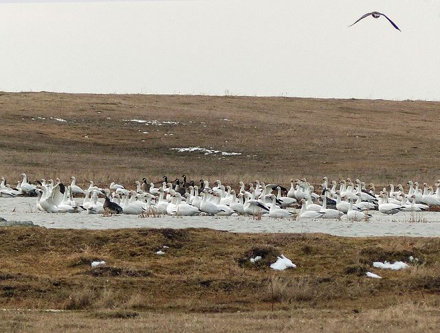 Snow Geese, Canada Geese, Greater White-fronted Snow Geese