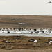 Snow Geese, Canada Geese, Greater White-fronted Snow Geese