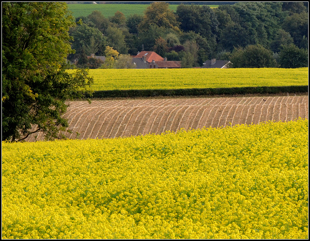 Yellow Cross Yellow