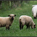 moutons à longue queue ......