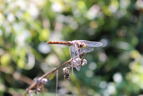 Sympetrum rouge-sang (Sympetrum sanguineum)