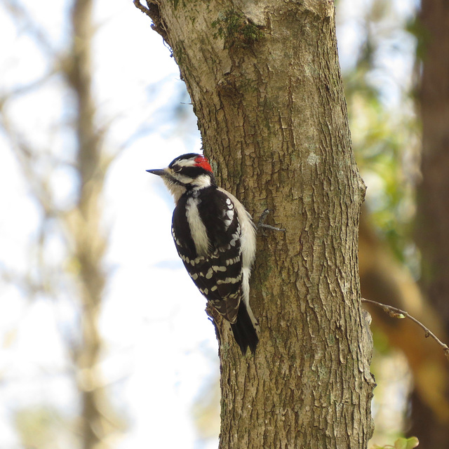 Downy Woodpecker