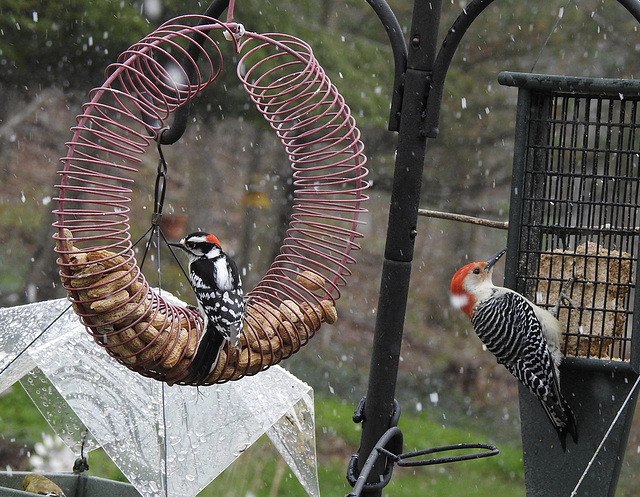 Downy and Red-bellied Woodpecker