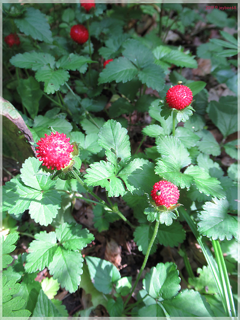 Indische Scheinerdbeere [Potentilla indica] [PiP]