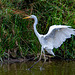 Great white egret about to take off