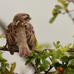 EOS 90D Peter Harriman 13 08 12 35309 houseSparrow dpp