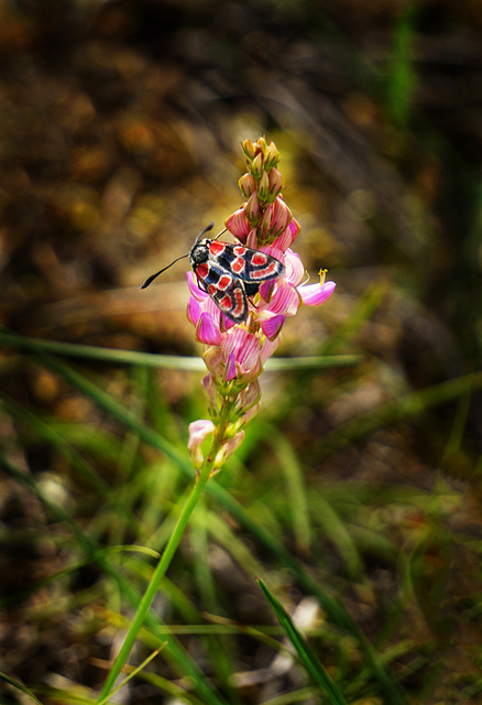 Esparsetten-Widderchen auf Esparsettenblüte - Crepuscular burnet on a Sainfoin blossom