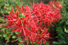 SPIDER LILY.... fall, 2020
