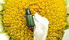 20210609 0781CPw [D~LIP] Spanische Fliege (Lytta vesicatoria), Wiesen-Margerite (Leucanthemum vulgare agg), Bad Salzuflen
