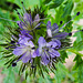 20210627 1152CPw [D~LIP] Rainfarn-Phazelie (Phacelia tanacetifolia) [Büschelschön], Bad Salzuflen