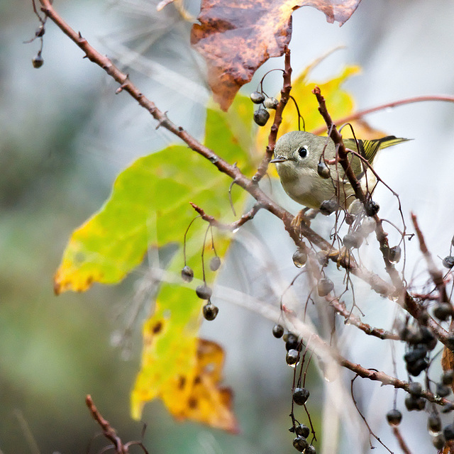 Kinglet in a bush