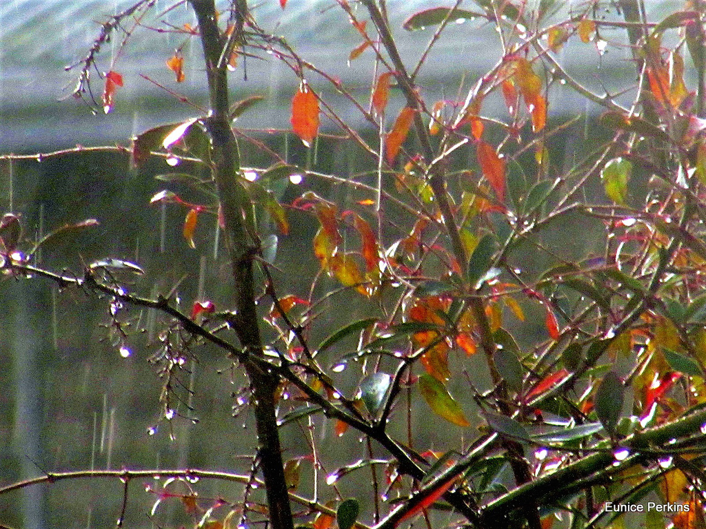 Wet Leaves In The Rain.