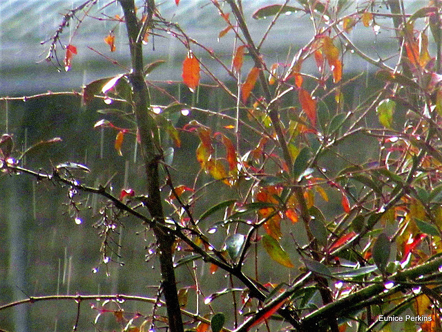 Wet Leaves In The Rain.
