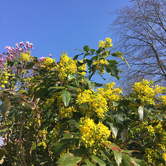 Mahonia