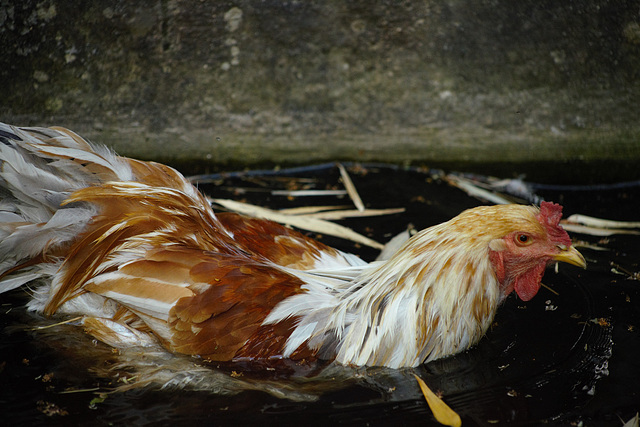 Une poule d'eau !