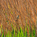 Reed warbler