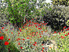 Beautiful garden display