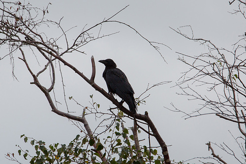 20140907 4768VRAw [NL] Rabenkrähe, Terschelling