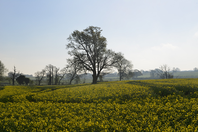 Early morning Brewood fields