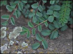 Sanguisorba minor  (3)