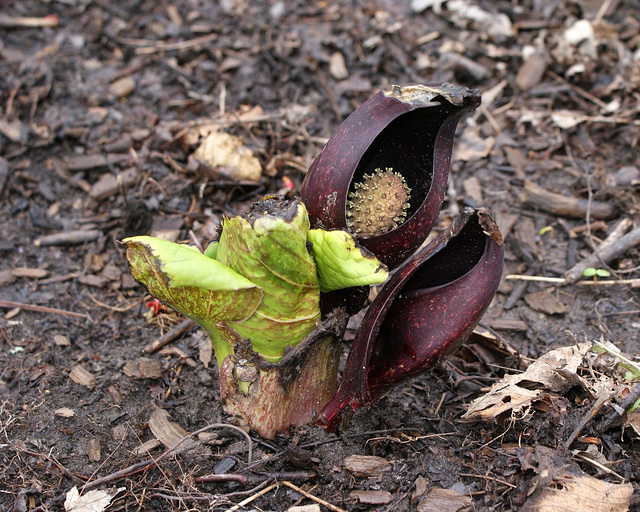 chou puant/skunk cabbage/symplocarpus foetidus