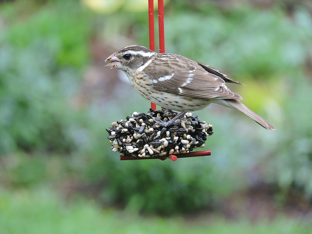 Rose-breasted Grosbeaks