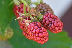 Brombeeren