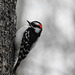 Downy Woodpecker