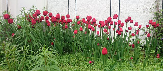 Tulpenblüte in Hammerfest am 02. Juli 2019