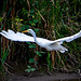 Great white egret in flight