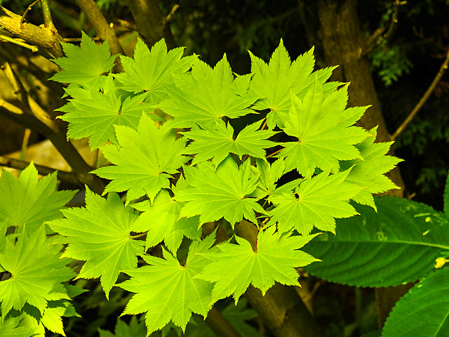 20210627 1153CPw [D~LIP] Gold-Ahorn (Acer shiras 'Aureum'), Bad Salzuflen