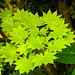 20210627 1153CPw [D~LIP] Gold-Ahorn (Acer shiras 'Aureum'), Bad Salzuflen