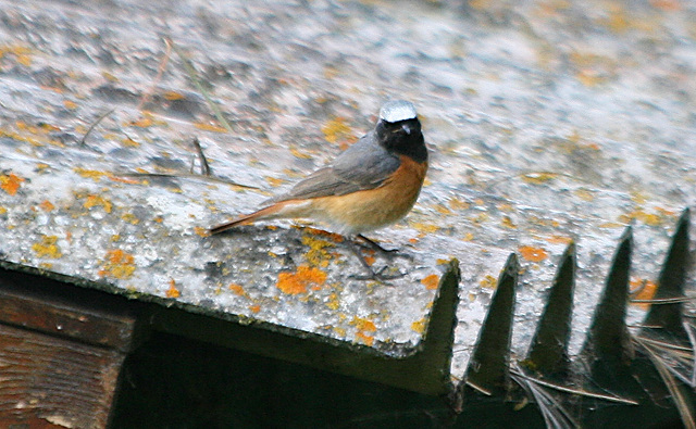 Le petit oiseau des photos précédentes pris en extérieur.