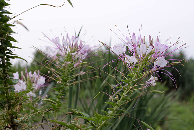 Spider flowers