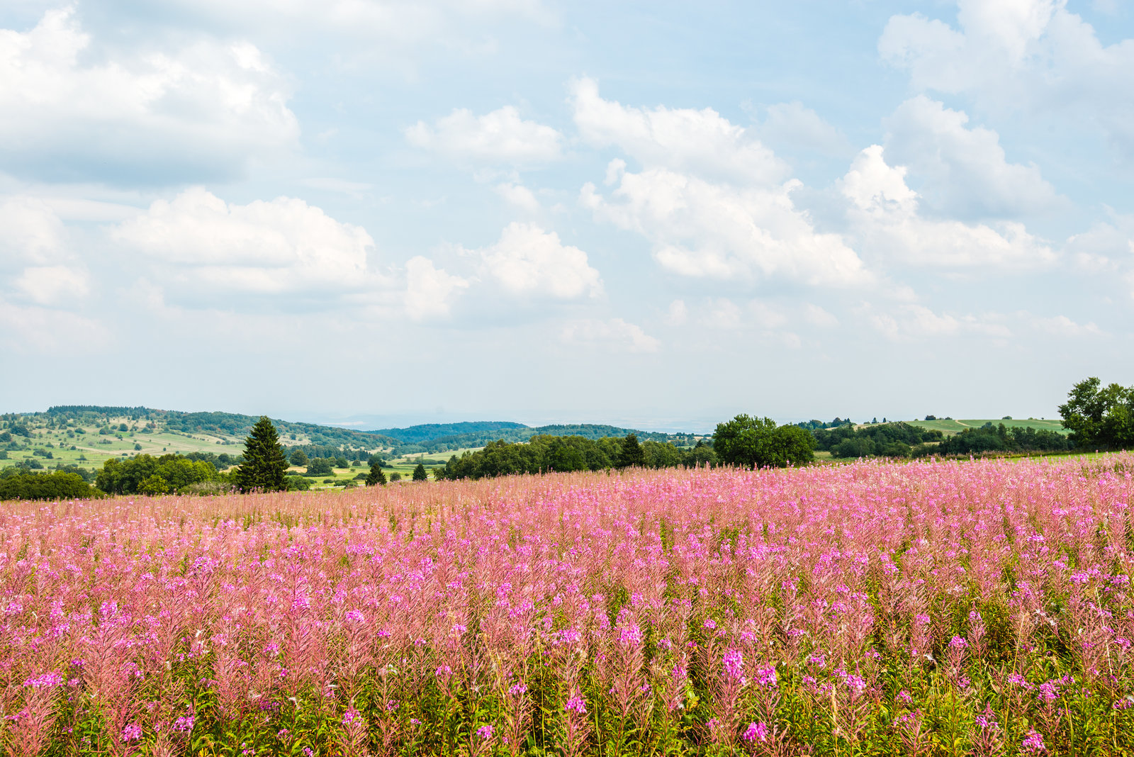 Am Heidelstein - 20150812