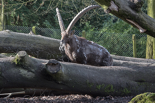 20160306 0280VRAw [D~BI] Steinbock (Capra ibex), Tierpark Olderdissen, Bielefeld